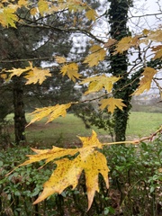 Platanus