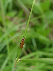 Cantharis