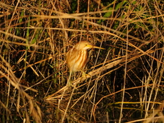 Ixobrychus sinensis