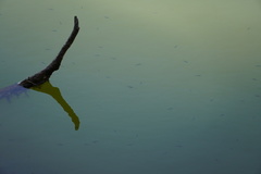 Tanichthys albonubes