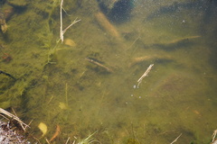 Tanichthys albonubes