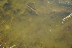 Tanichthys albonubes