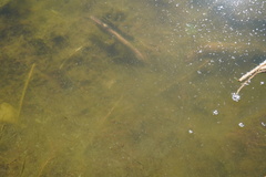 Tanichthys albonubes