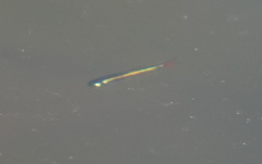 Tanichthys albonubes