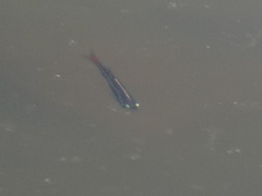 Tanichthys albonubes