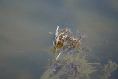 Tanichthys albonubes