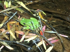 Ranoidea phyllochroa