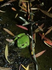 Ranoidea phyllochroa