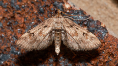 Parapoynx crisonalis
