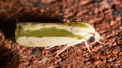 Earias huegeliana