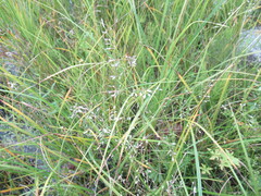 Poa palustris