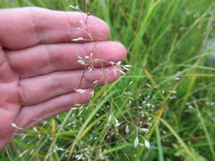 Poa palustris