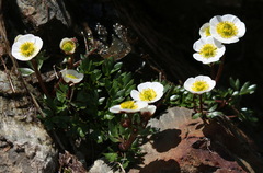 Ranunculus glacialis