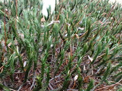 Polytrichastrum ohioense