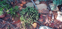 Crassula biplanata