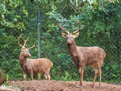Rucervus eldii hainanus