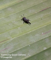 Ripipteryx rivularia