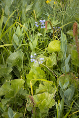 Agapanthus campanulatus