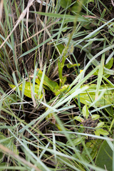 Alepidea natalensis