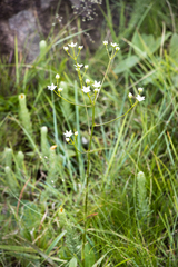 Alepidea natalensis