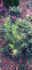 Euryops tenuissimus