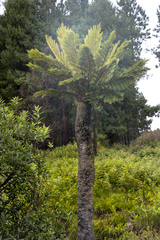 Cyathea dregei