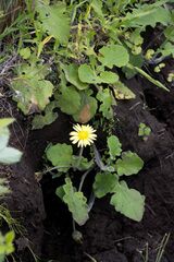 Arctotis arctotoides