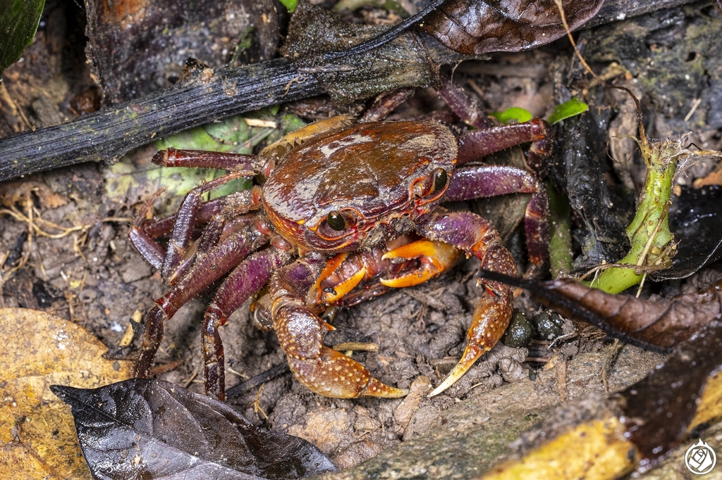 Potamiscus yiwuensis from 版纳植物园 on September 10, 2022 by 花蚀 · iNaturalist