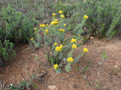 Oedera genistifolia