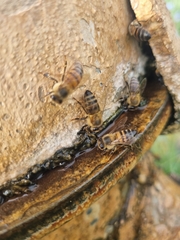 Apis mellifera scutellata