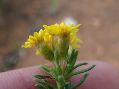 Oedera genistifolia