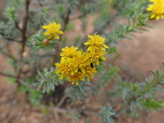 Oedera genistifolia
