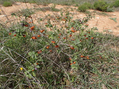 Solanum