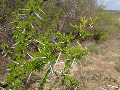 Vachellia karroo