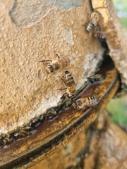 Apis mellifera scutellata