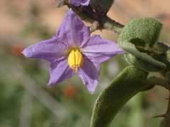 Solanum