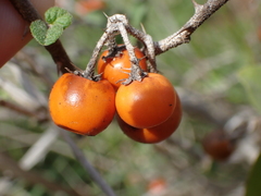 Solanum