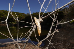 Anax imperator