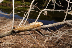 Anax imperator
