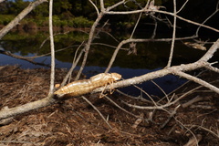 Anax imperator