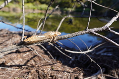 Anax imperator