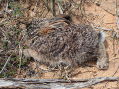 Lagomorpha