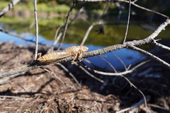 Anax imperator