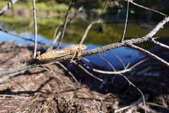 Anax imperator