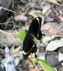 Papilio fuscus capaneus