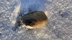 Lampsilis siliquoidea