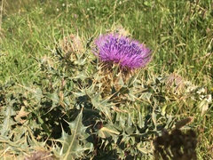 Cirsium pugnax