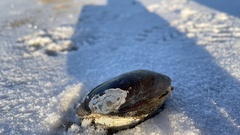 Lampsilis siliquoidea