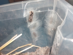 Ctenoplusia accentifera