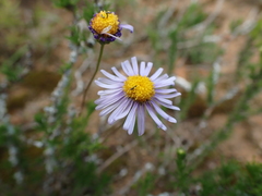 Felicia muricata